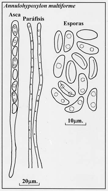 Jackrogersella multiformis