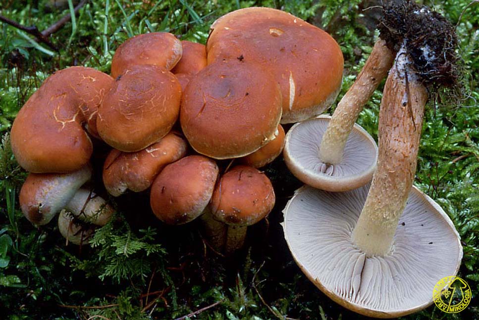 Hypholoma Lateritium Aranzadi Zientzia Elkartea Hypholoma Lateritium Aranzadi Zientzia Elkartea