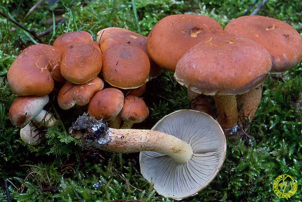 Hypholoma Lateritium Aranzadi Zientzia Elkartea Hypholoma Lateritium Aranzadi Zientzia Elkartea